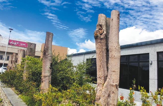 台东县关山镇火车站前的路树遭断头式修剪，仅剩3公尺高的高秃树干。（庄哲权摄）