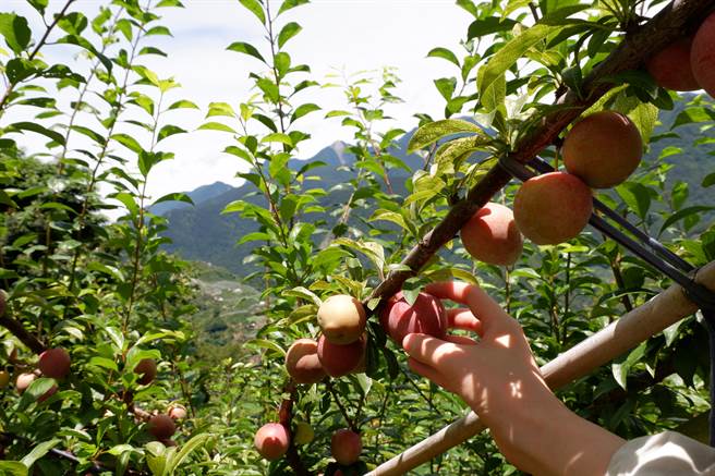 梨山地区从6月份开始到年底，迈入一年当中最甜美的季节，目前正式花萝李的成熟期。（参山处提供）