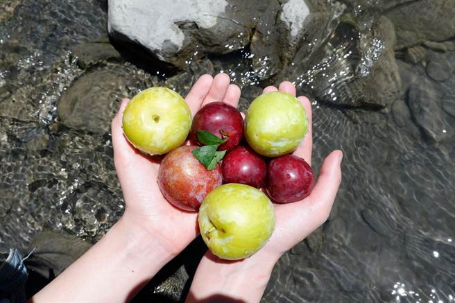 拍摄于清泉桥溪畔的黄蝉西瓜李。（参山处提供）