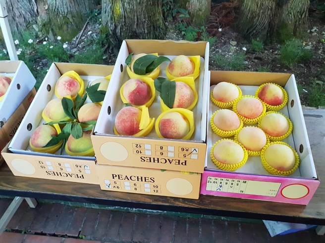 武陵农场推出水蜜桃团购活动，短短10天爆量1500盒。（武陵农场提供／王文吉台中传真）