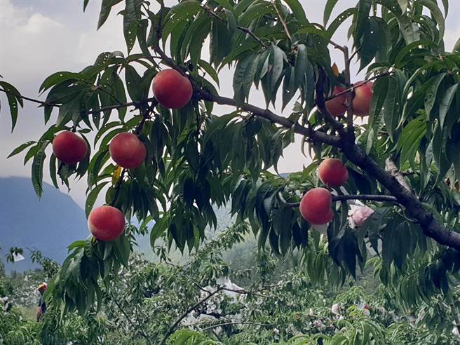 武陵桃园因猴害缩小栽培面积，目前剩1.1公顷，年产量1万台斤左右。（武陵农场提供／王文吉台中传真）