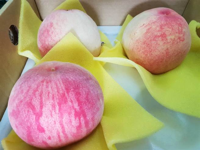 武陵农场种植濑户内、武井、黄金桃、白凤、中津白桃等10多品种水蜜桃。（武陵农场提供／王文吉台中传真）