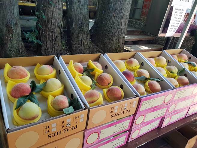 武陵农场推出水蜜桃团购活动，以50盒为单位，每盒8、10粒装，价格450至550元不等。（武陵农场提供／王文吉台中传真）