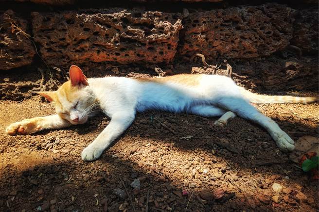 主人面對寵物過世，可能會傷心到無法上班，寵物溝通師也勸飼主，愛貓愛犬去世後，千萬別急著做寵物溝通。(示意圖/達志影像)