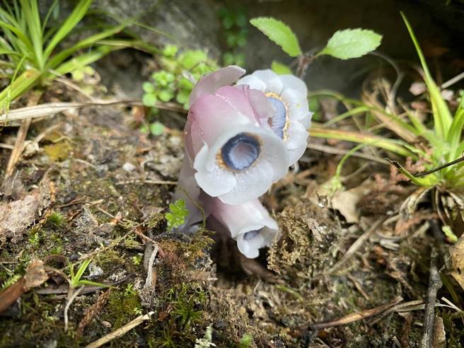 「水晶兰」并非兰花而是不含叶绿素的腐生植物，近期因山区下雨而现踪在阿里山游乐区内巨木群栈道。（嘉义林管处提供／张亦惠嘉县传真）