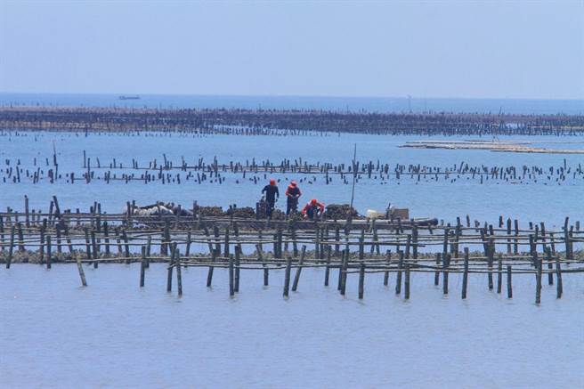 连日降雨水质变化大，云林县沿海地区蚵农抢收牡蛎。（张朝欣摄）