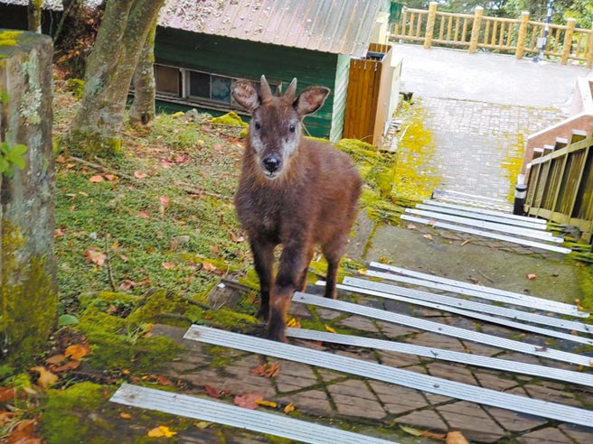 长鬃山羊现身大雪山步道，与森林游乐区员工四目相望。（东势林管处提供／王文吉台中传真）
