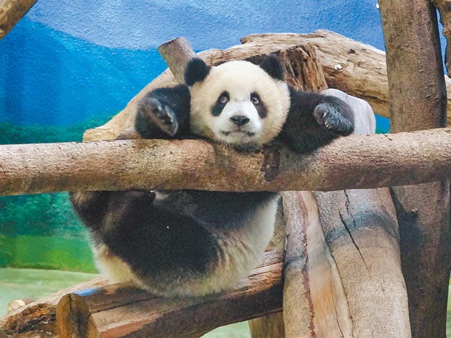 古灵精怪的圆宝，面对镜头总是摆出各种姿势。（台北市立动物园提供／游念育台北传真）