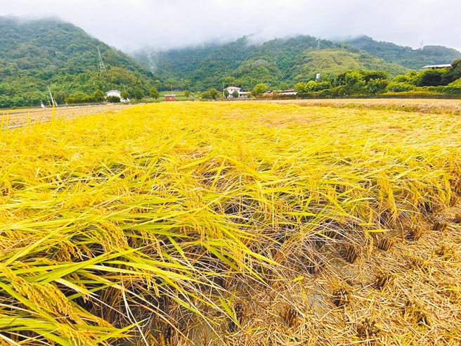 台東縣縱谷地區部分稻田因降雨呈現倒伏情形，農民急搶收。（蔡旻妤攝）