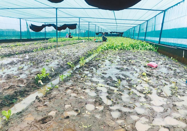 疫情衝击下，三级警戒延长，云林菜农减种蔬菜，加上连日豪雨、雨后艳阳晒伤，最近蔬菜量大减，价格仍持平。（周丽兰摄）