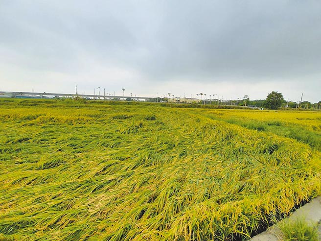 雨彈狂炸，結穗稻田出現大面積倒伏。（彰化縣政府提供／吳敏菁彰化傳真）
