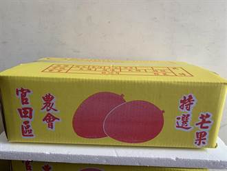 台南市府媒合企業採購小果芒果 訂購量已近萬箱
