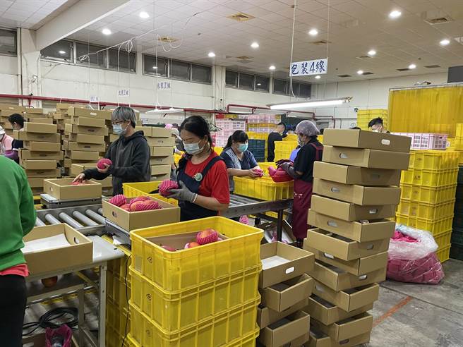 玉井蒸熱廠天天滿載。（台南市農業局提供／劉秀芬台南傳真）