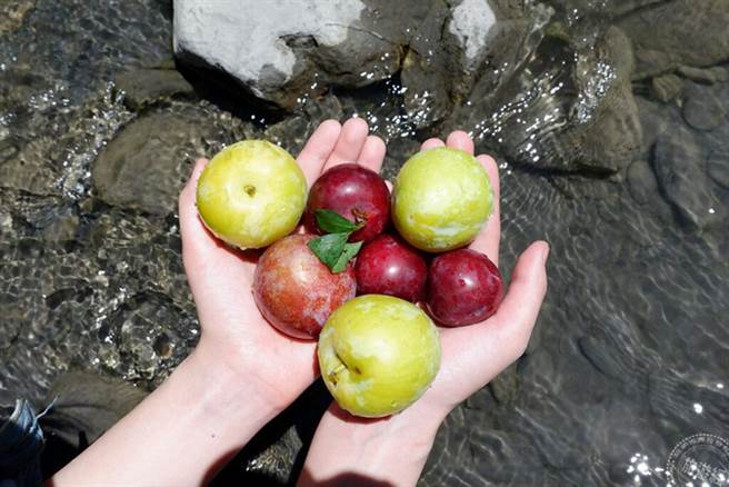 梨山山涧溪水孕育甜美黄金李与西瓜李 (图片：参山国家风景区管理处提供)