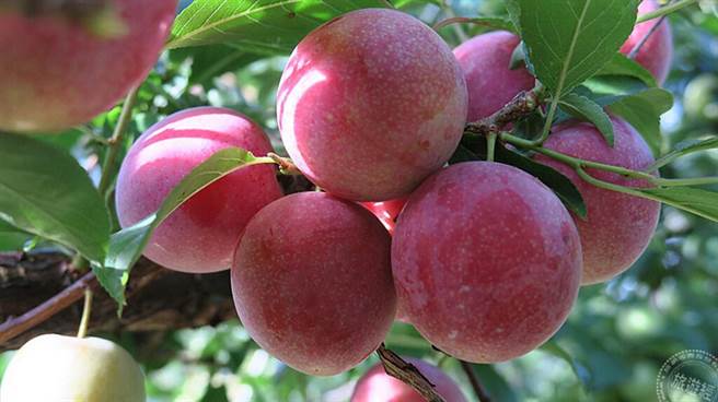 花萝李是改良新品种，果皮较为不涩，但仍保有酸甜风味(图片：参山国家风景区管理处提供)