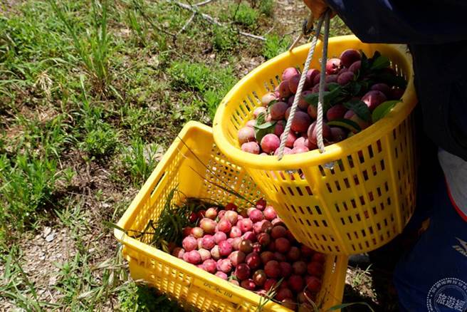 西瓜李种植在海拔一千二百至二千公尺的高山上，日夜温差大，甜度可以充分累积在果实 (图片：参山国家风景区管理处提供)