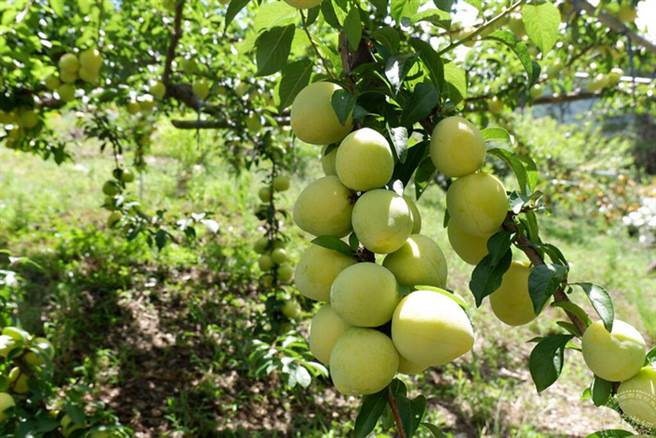 香甜欲滴的黄金李，产期比西瓜李约晚1周  (图片：参山国家风景区管理处提供)