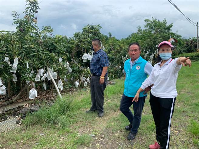 吴通龙（右二）至大内区看芒果农採收、出货状况。（刘秀芬摄）