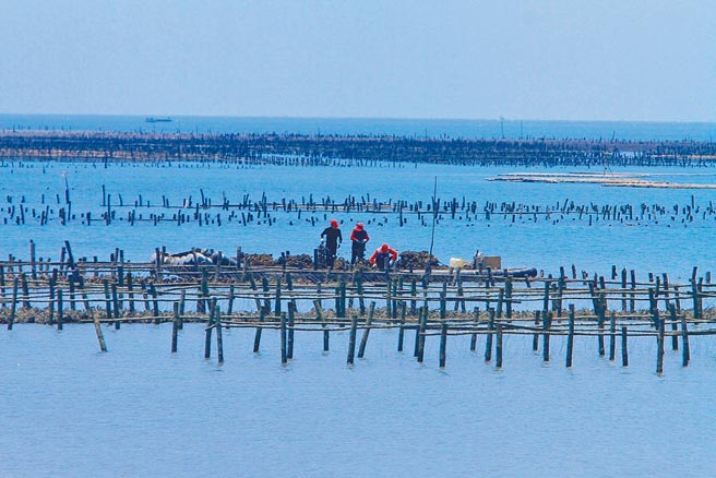 連日降雨造成水質變化大，雲林縣沿海地區蚵農搶收牡蠣。（張朝欣攝）