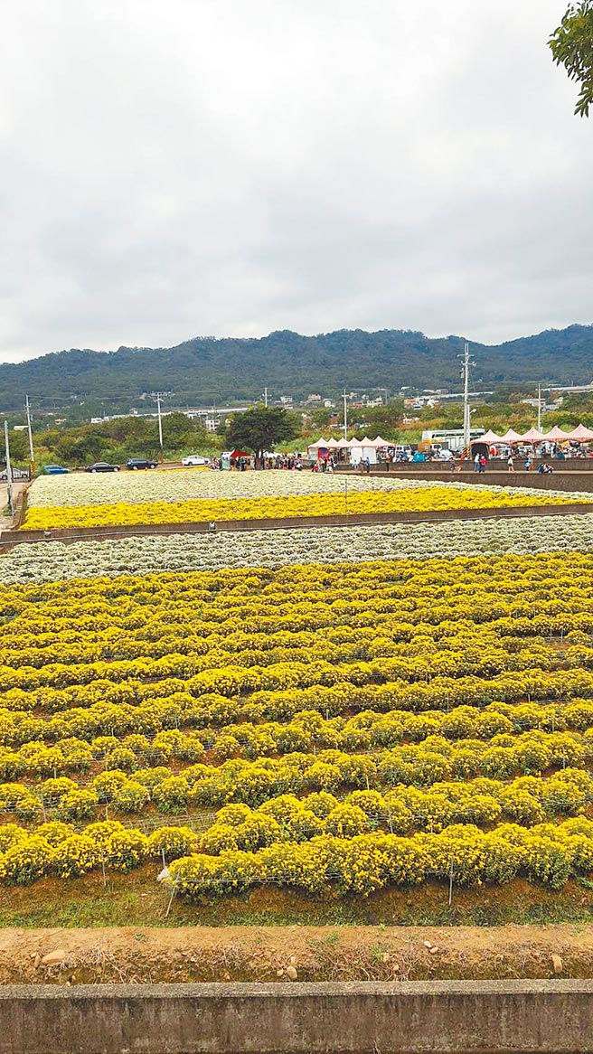 若東方美人茶評鑑比賽取消，茶農的茶葉無法被評鑑，出售將面臨困難。（韓順雄提供／姜霏桃園傳真）