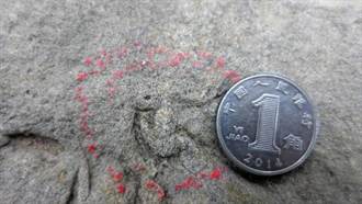 四川自貢發現中國最小恐龍足跡 身形推估麻雀大小