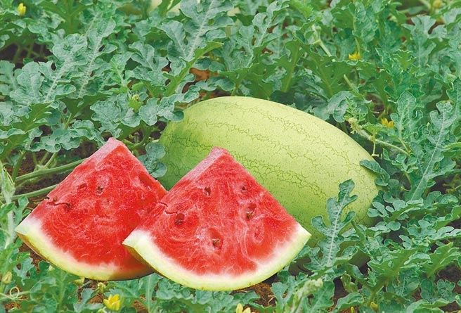 桃园市农业局协助农友推广西瓜销售，邀请民眾力挺桃园在地西瓜。（桃园市农业局提供／姜霏桃园传真）