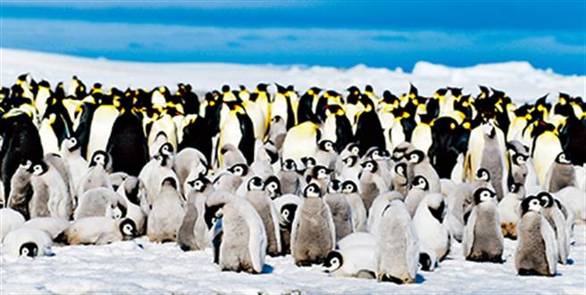 全球企鵝種類共18種，而帝王企鵝通常要到威德海上的雪丘島才能看見。牠們是群居性動物，每當惡劣天候來臨，牠們會擠在一起，防風禦寒，以獲得最大的保護。(圖／聯經出版提供)