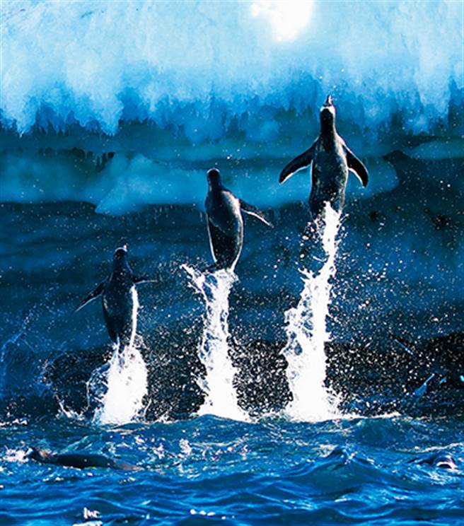 大群的企鵝跳入海中，又躍上冰崖。(圖／聯經出版提供)
