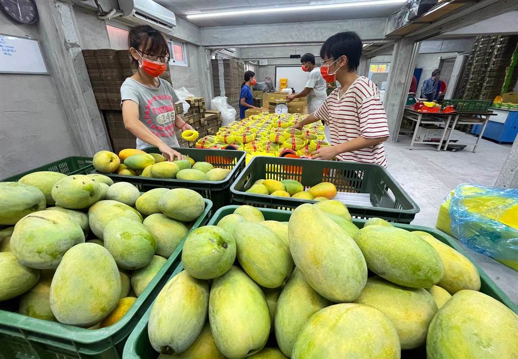 台東夏雪芒果價格低迷外銷量僅剩1成 生活 中時