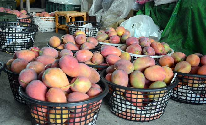 网传屏东芒果沾染病毒，屏检已启动分案调查。(林和生摄)