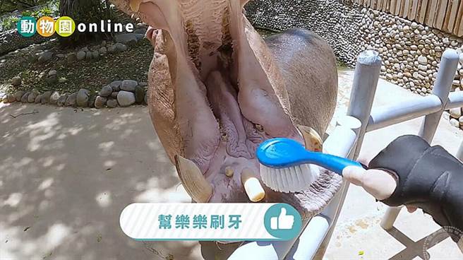 动物园直播。(图/新竹市立动物园提供)