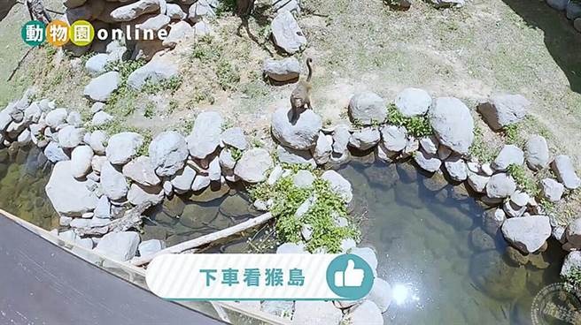 动物园直播 (图片：新竹市立动物园提供)