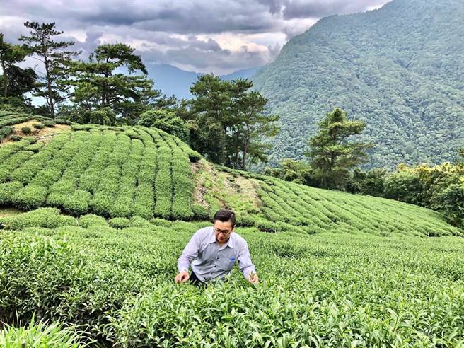 新北市第4代青农吕理逸以「水果香乌龙」参加有「食品界米其林」之称的iTQi比利时国际风味暨品质评鑑，夺得3星最高殊荣。（吕理逸提供／叶书宏新北传真）