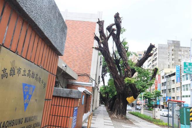 门口老榕树疑遭断头，雄中紧急喊卡。（森林城市协会提供）