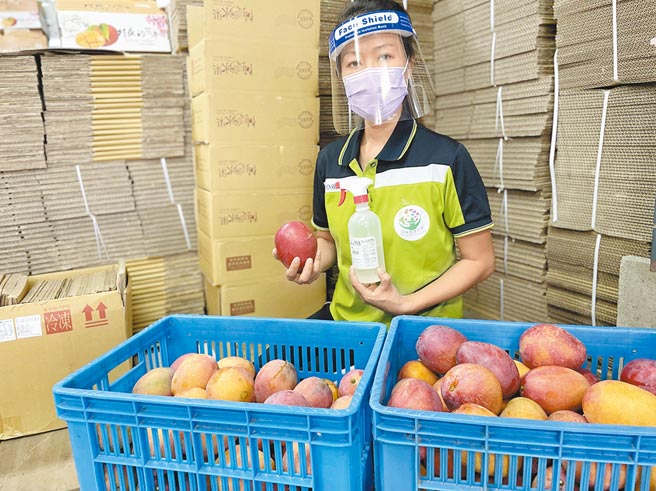 屏东枋山爱文芒果因Delta病毒惨遭污名化，对此，果农自清强调，「消毒、防疫做好做满」。（谢佳潾摄）