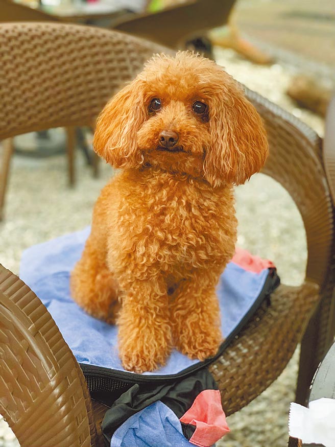 全國疫情警戒，林小姐5月中旬領養貴賓犬「波比」後，增添不少生活樂趣，一掃苦悶。（林小姐提供／張穎齊基隆傳真）