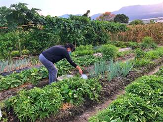 花蓮北昌快樂農園好評不斷 增額認植邀鄉親當樂活農夫