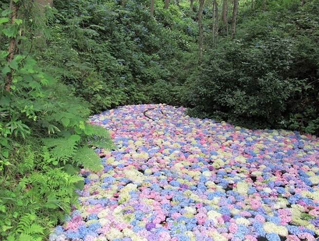 岩手期間限定日本最大繡球花園有4個東京巨蛋那麼大 生活 中時新聞網