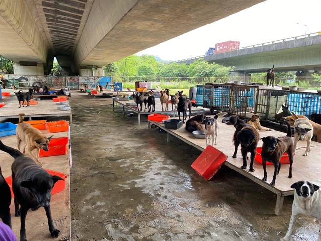 位于快速道路下的民间收容所。（新北市动保处提供）