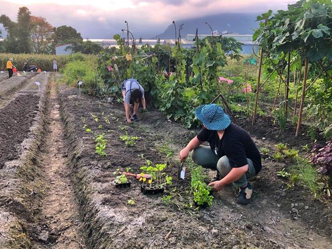 花蓮縣吉安鄉北昌快樂農園今年初開放後，100處耕作區認植名額即遭秒殺，吉安鄉公所再新闢種植面積，增加69個認養名額，想體驗農耕生活民眾即可報名。（吉安鄉公所提供／羅亦晽花蓮傳真）