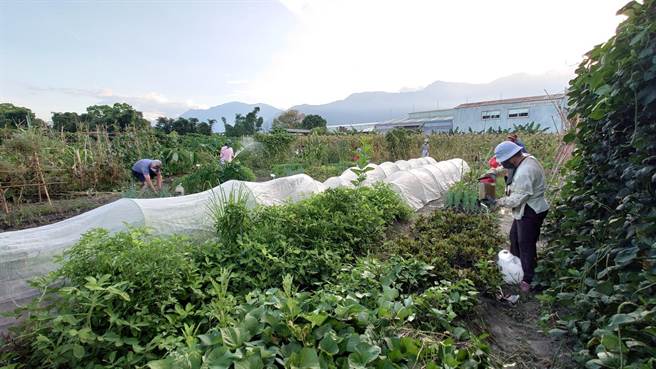 花蓮縣吉安鄉北昌快樂農園快樂農園採友善耕作方式，土地內禁用農藥噴灑。（吉安鄉公所提供／羅亦晽花蓮傳真）