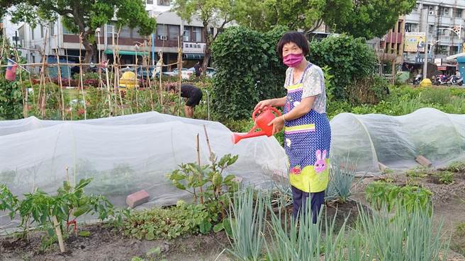 花蓮縣吉安鄉北昌快樂農園快樂農園採友善耕作方式，土地內禁用農藥噴灑。（吉安鄉公所提供／羅亦晽花蓮傳真）
