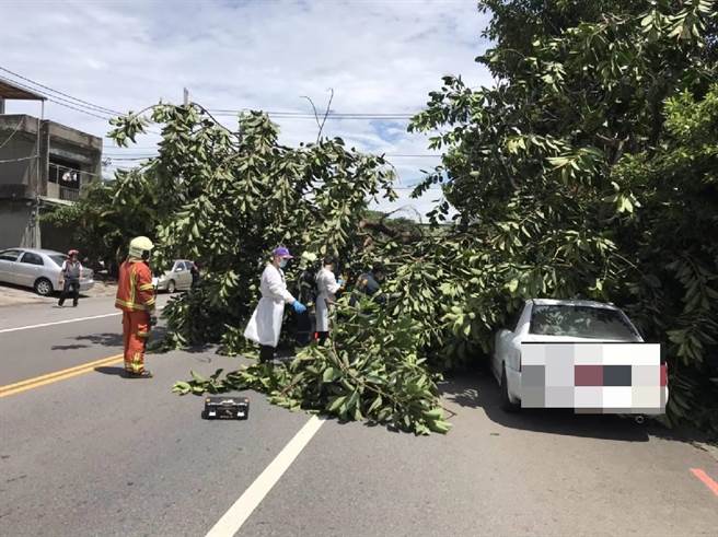 桃园中坜29日下午传出1路树倒塌路中，经消防人员到场确认无人受困后，已用军刀锯切割排除树干，并交由清洁队委外厂商及勤区处理。 （消防队提供／萧灵玺桃园传真）