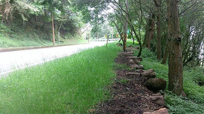 在公路总局第五区养护工程处多年努力復育下，台18线有许多萤火虫微栖地。（公路总局第五区养护工程处提供∕吕妍庭嘉义传真）