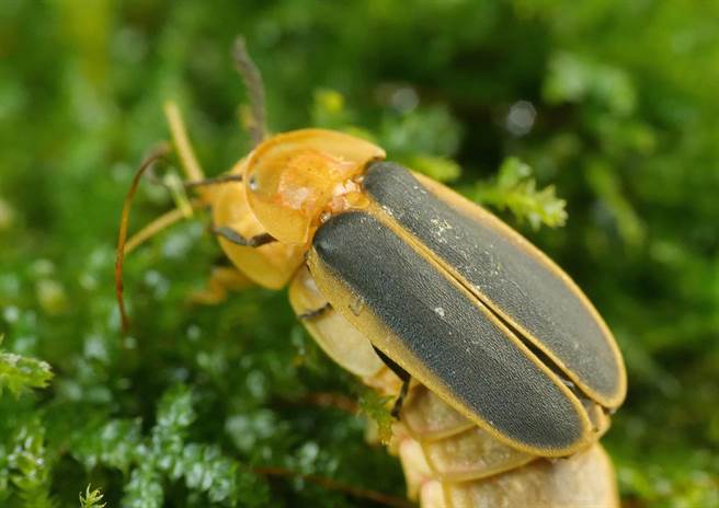 公路总局第五区养护工程处近几年透过型框工法，间接营造出萤火虫微栖地。（公路总局第五区养护工程处提供∕吕妍庭嘉义传真）