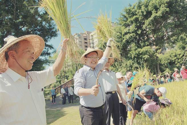 往年台北市客委会都会邀大小朋友前往客家文化主题公园内的农场协助割稻，今年因为疫情，仅号召耆老农夫、农场义工帮忙收成。（台北市客委会提供／张立勋台北传真）