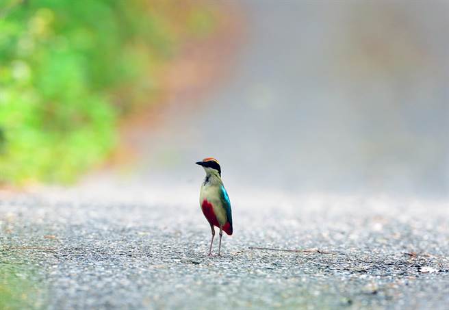 穿著紅色小褲褲的八色鳥，在池上鄉產業道路上大膽走秀。（莊哲權攝） 