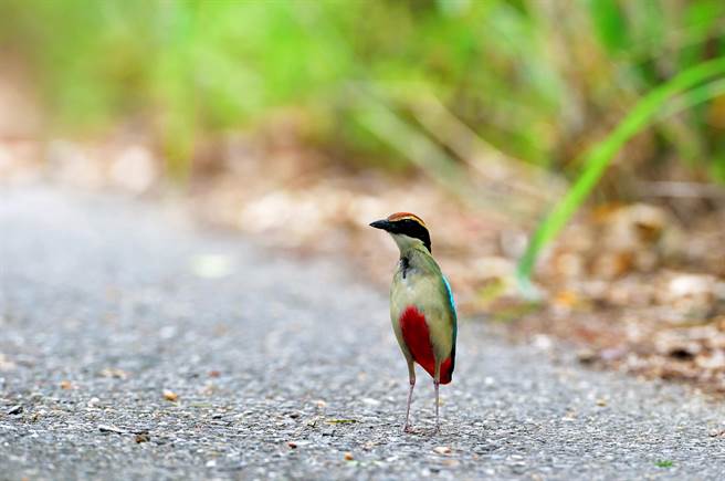 穿著紅色小褲褲的八色鳥，在池上鄉產業道路上大膽走秀。（莊哲權攝） 