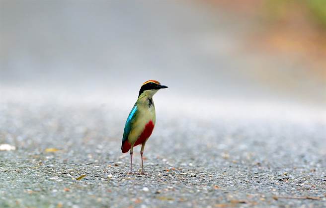 穿著紅色小褲褲的八色鳥，在池上鄉產業道路上大膽走秀。（莊哲權攝）