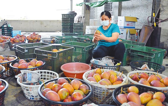 全台大批订单涌进，枋山果农直言，这几天心情像洗三温暖。（林和生摄）
